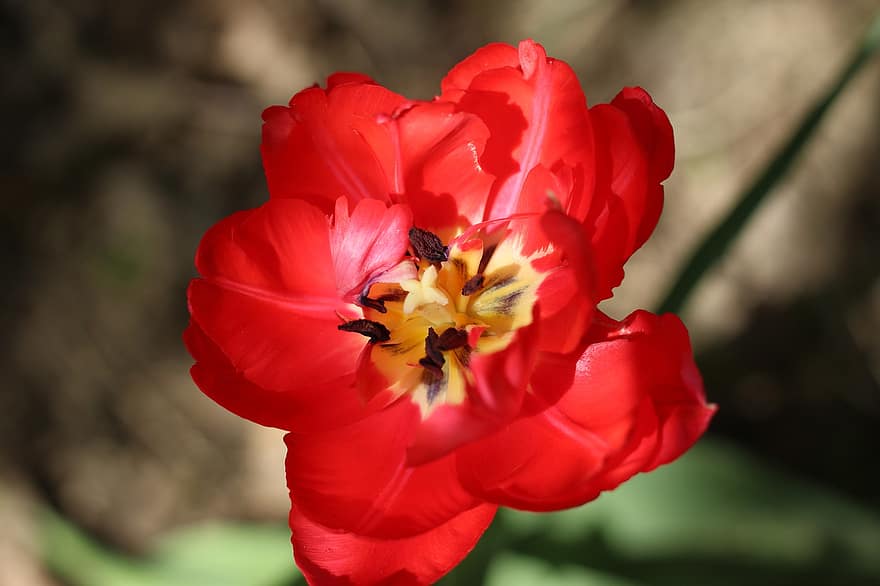 tulp, rode bloem, rode tulp, bloem, bloeien, flora, de lente, plantkunde, natuur, detailopname, fabriek