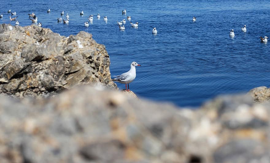gaivotas, mar, gaivota, animais selvagens, oceano, rochas, passarinhos, natureza, fundo