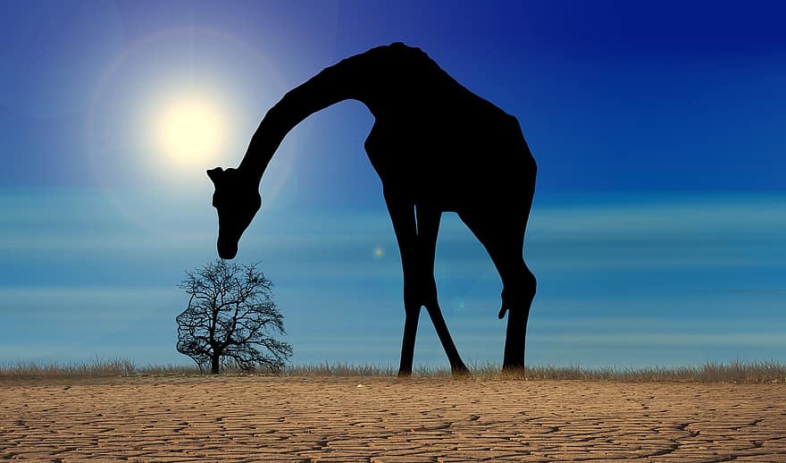 Pxclimaazione, cambiamento climatico, giraffa, albero, silhouette, siccità, asciutto, deserto, ambiente, paesaggio, ecologia