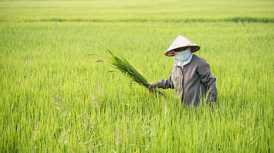 rizière, agriculteur, récolte, travail agricole, fermier, femme, femelle, surgir, ferme, terres cultivées, les terres agricoles