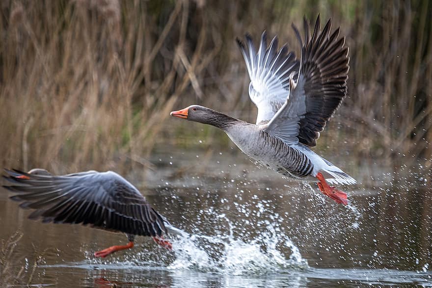 Greylag Geese, Geese, Lake, Flying, Birds, Waterfowls, Water Birds, Aquatic Birds, Animals, Wildlife, Wings