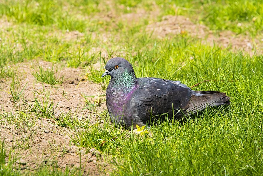 Pigeon, Bird, Animal, Dove, Rock Dove, Rock Pigeon, Common Pigeon, Domestic Pigeon