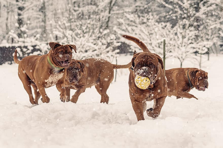 honden, spelen, sneeuw, Franse mastiff, puppies, Dogue de Bordeaux, jonge honden, huisdieren, dieren, Binnenlandse honden, hoektanden
