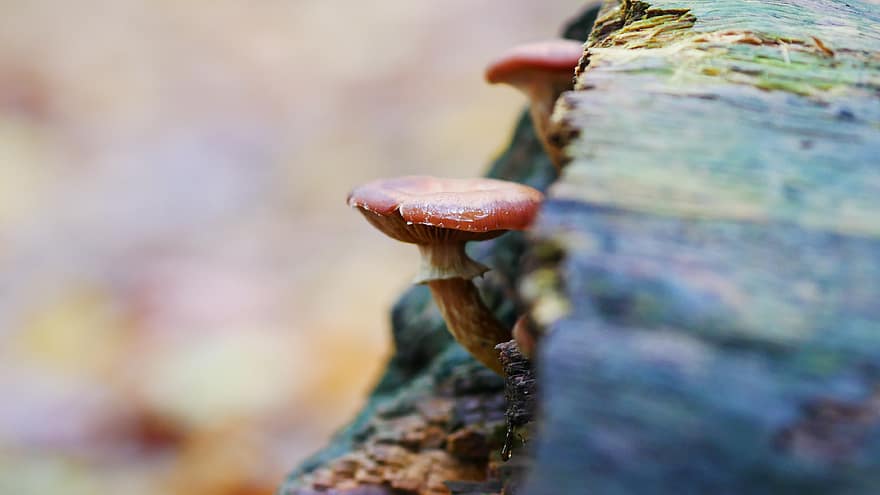 mushroom, fungus, nature, autumn, toxic, fall, poisonous, forest, natural, dangerous, fungal