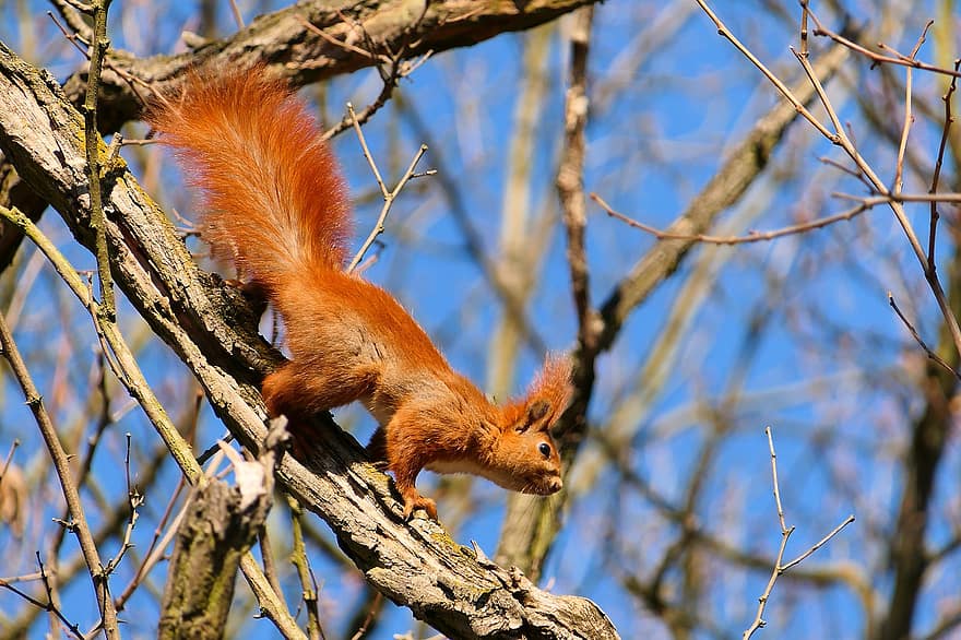 veveriţă, veveriță, copac, blană, pădure, animal, natură, animale vertebrate, mamifer