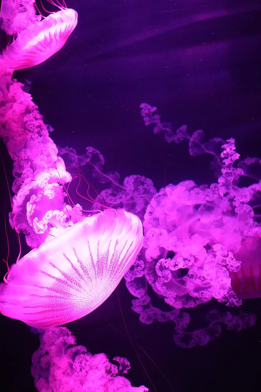 медуза, рыба, подводный, воды, море, океан, природа, живая природа, розовый, аквариум