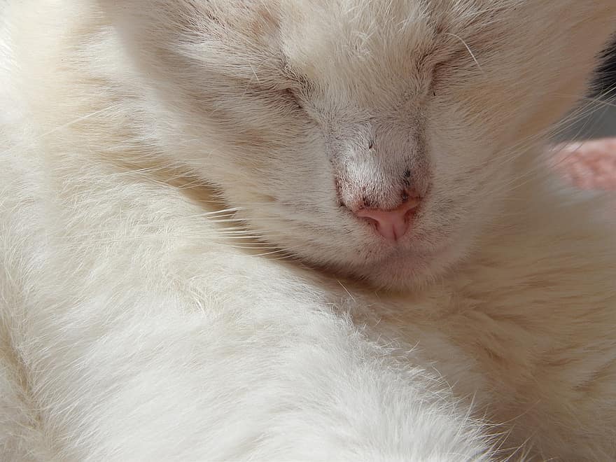 pisică, felin, dormi, animal de companie, blană, intern, mustati, alb, a închide, adormit, portret