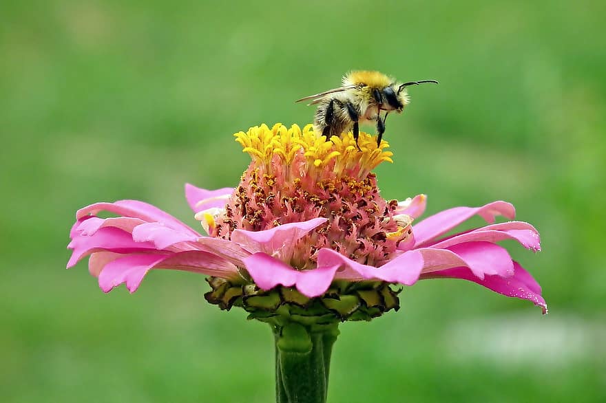 бджола, пилок, запилюють, запилення, комаха, джміль, квітка, цинія, цвітіння, перетинчастокрилі, ентомологія