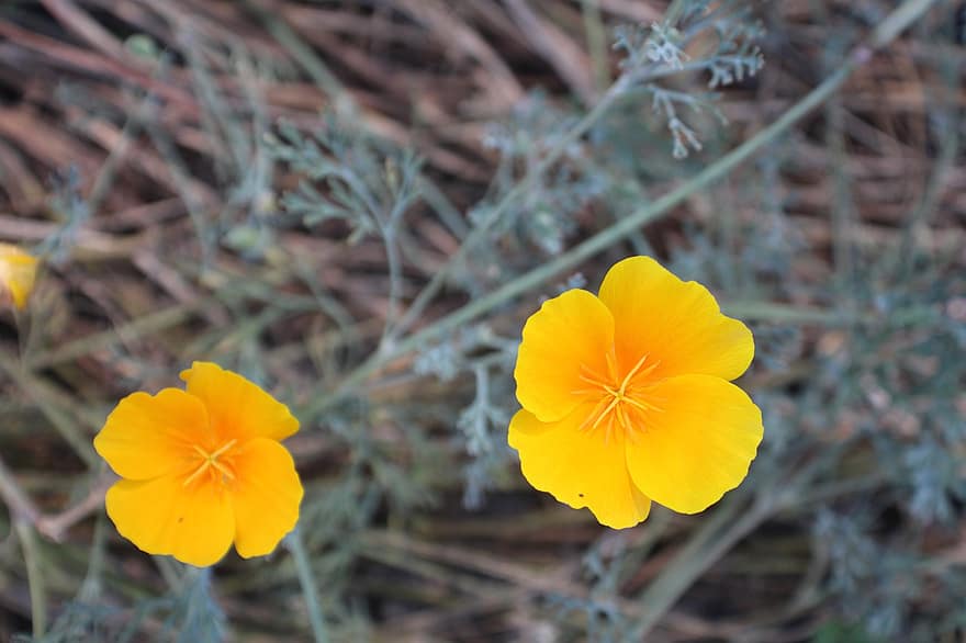 California poppy, blomst, anlegg, petals, gul blomst, flora, natur, gul, nærbilde, sommer, blomsterhodet