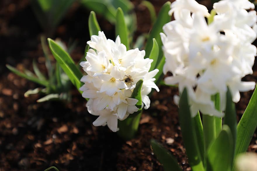 květiny, hyacint, jaro, Příroda, zahrada, záhon, růst, pupen, botanika, včela, hmyz