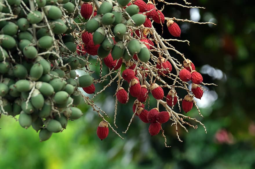 Fruta, fruto de la palma, naturaleza, crecimiento