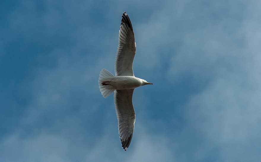 Gull, Wings, Bird, Flying, seagull, beak, animals in the wild, feather, blue, sea bird, one animal