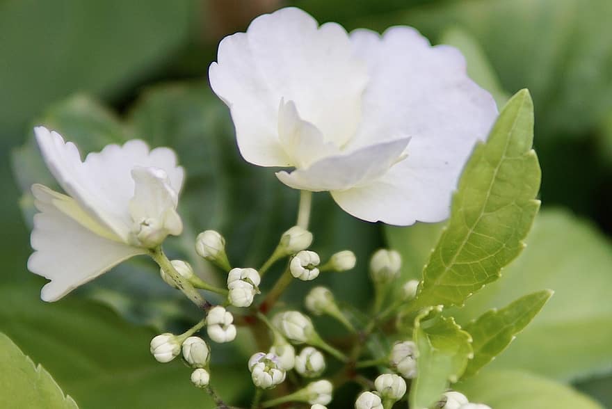 hortensje, wiecha hortensja, ogród, kwiat hortensji, hortensja szklarniowa, biały, kwiaty, krzak, płatki, kwitnący krzew, flora
