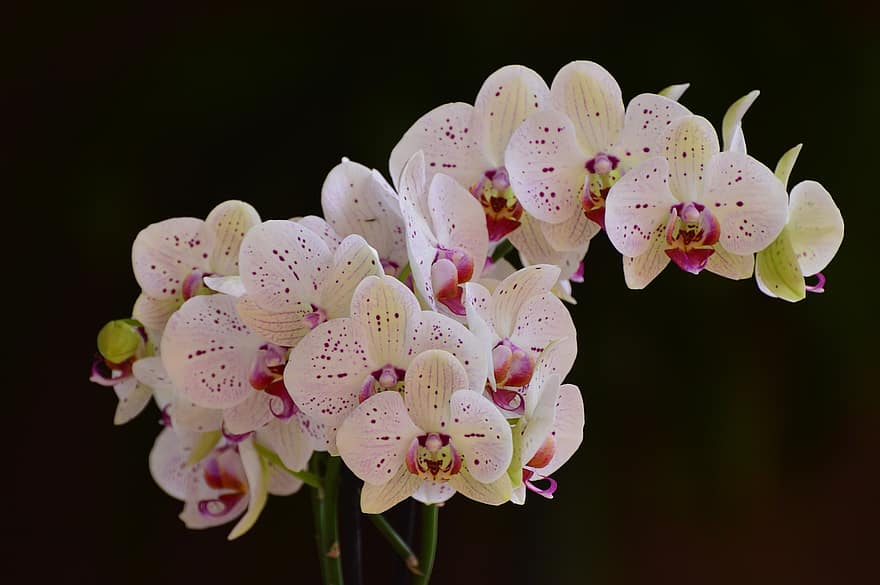 орхидеи, цветя, разцвет, цвят, листенца, флора, цветарски, градинарство, ботаника, природа, растение