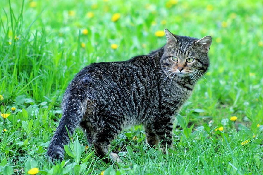 macska, fű, hátsó udvar, szabadban, macskaféle, állat, aranyos, háziállat, házimacska, cica, házi állat