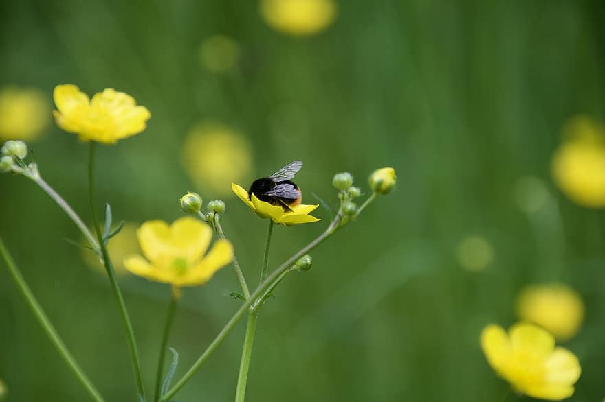 蜂、キンポウゲ、受粉、牧草地、黄色い花、フラワーズ、春、自然、緑色、花、夏