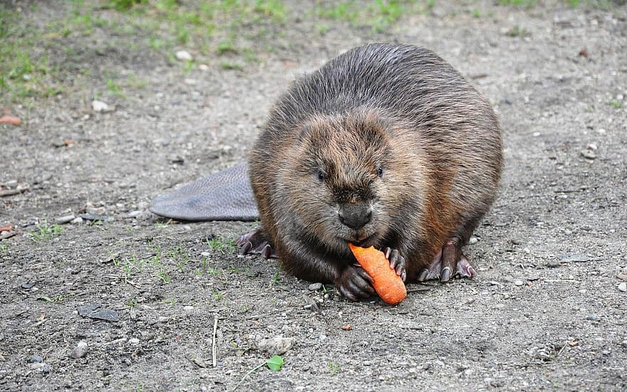 Beaver, Eating, Foraging, Wild, Wild Animal, Wildlife, Wilderness, Nature, Animal, Animal World, Water