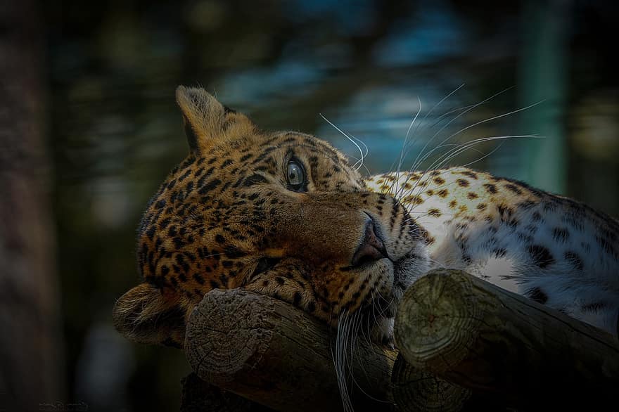 jaguar, animal, zoo, gat salvatge, vida salvatge, animals a la natura, gat no domesticat, Espècies en perill d'extinció, felí, tacat, gat gran