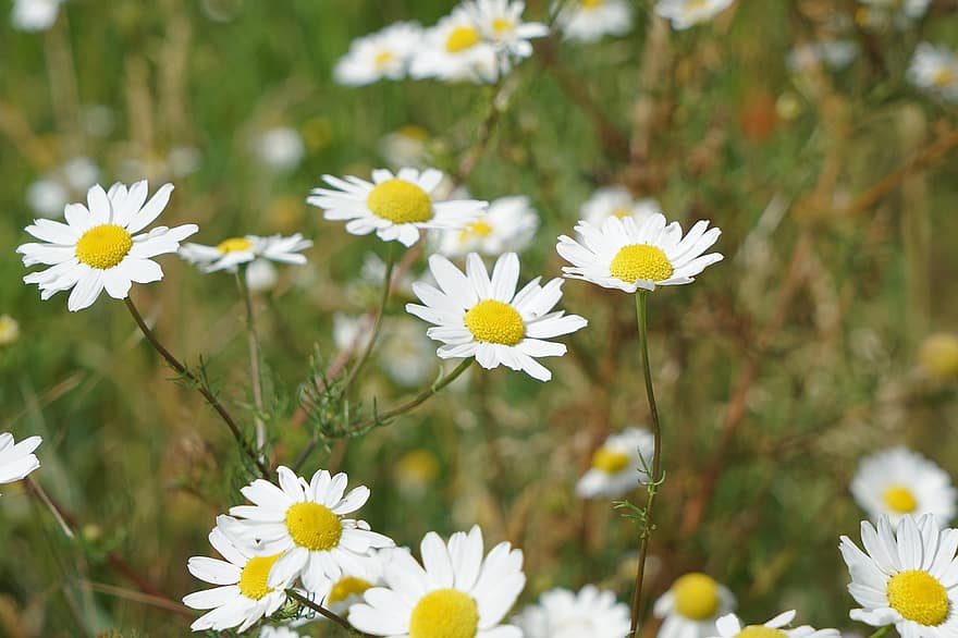 Chamomile, Flowers, Meadow, Green, Field, Summer, Grass, Blossom, Bloom, Plant, Flora