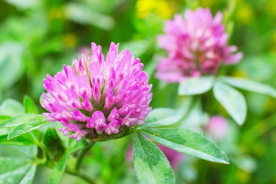 Nature, Plants, Flowers, Red, Clover, Flowering, Closeup
