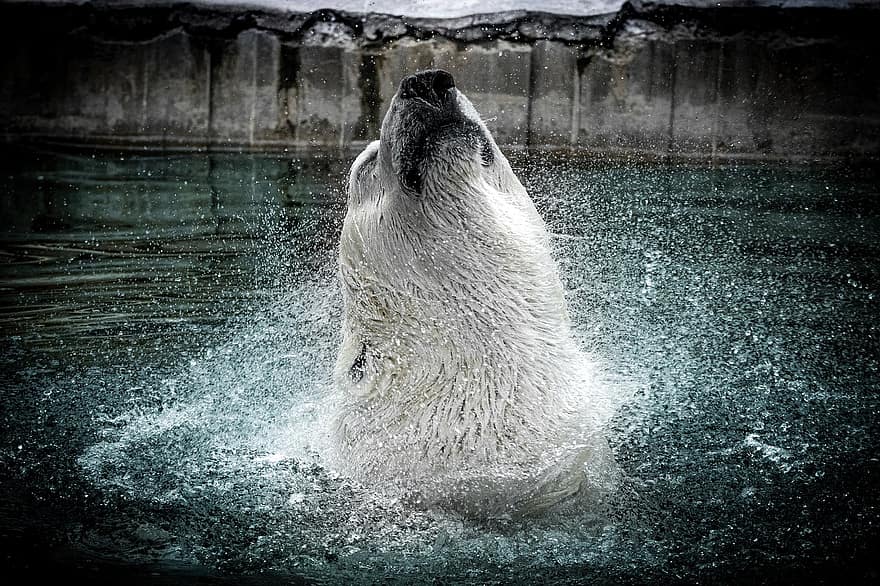 лед мечка, полярна мечка, мързелива мечка, полярен, животно, мечка