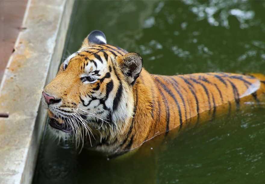 tiger, dyr, stor katt, pattedyr, Panthera, vilt dyr, dyreliv, fauna, vann, dyr i naturen, bengal tiger