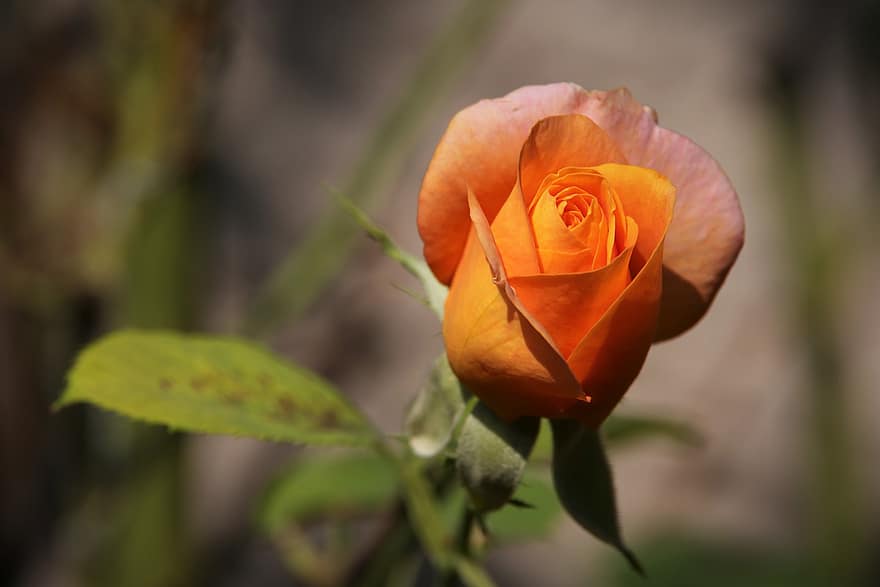 Medaglia d'oro rosa, bocciolo di rosa, germoglio, fiore, rosa arancione, fioritura, flora, petali d'arancio, botanica, floricoltura, orticoltura