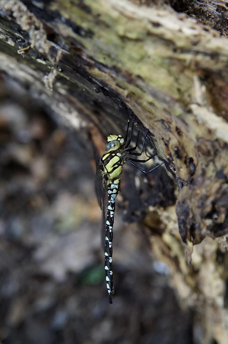 Dragonfly, Branch, Insect, Nature, Wing, Green, Close Up, Fauna, Macro, Closeup, Tree