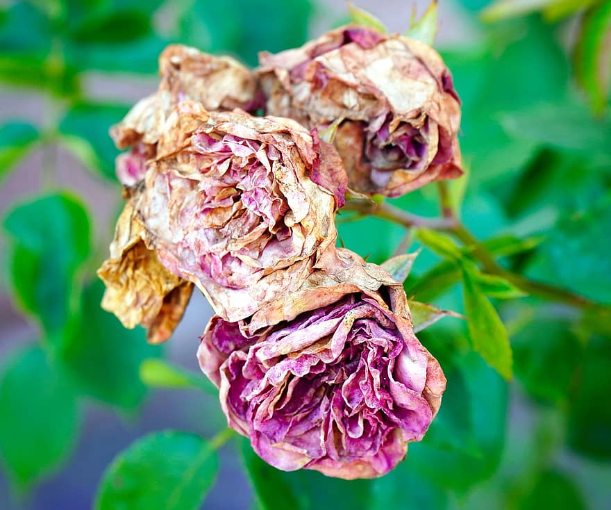 Rose, Faded, Withered, Nature, Flora, Dry