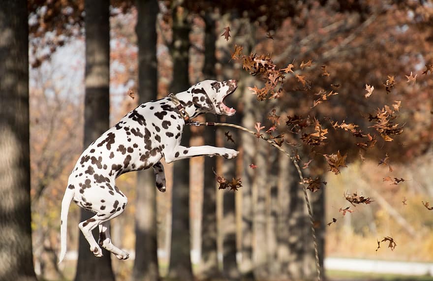 dalmatin, câine, jumping, în aer liber, joc, animal de companie, animal, câine de companie, canin, mamifer, jucăuş