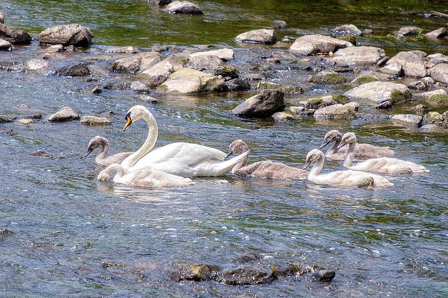 Swan, Family, Young, Children, Swim, Water, River