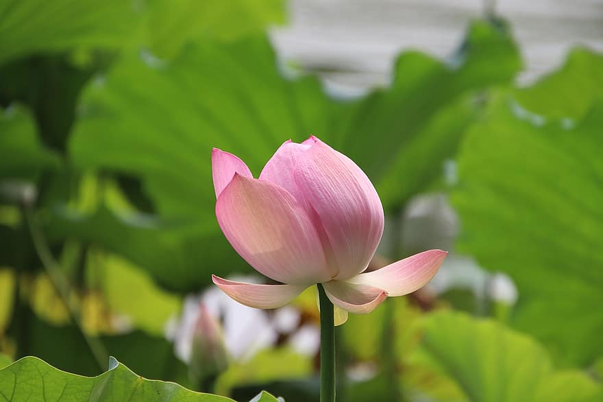Lotus, Blume, Lotus Blume, Natur, Blatt, Pflanze, Blütenkopf, Blütenblatt, Sommer-, Nahansicht, Botanik