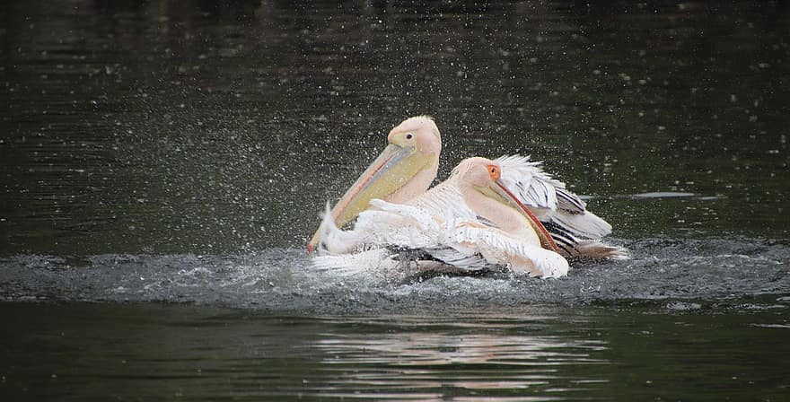 pelikanlar, kuşlar, göl, sığ, su kuşları, gölet, Su, hayvan dünyası, kıyısı,, çırparak
