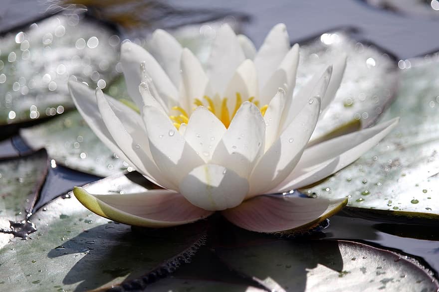 Water Lily, Flower, Lily Pads, White Flower, Petals, White Petals, Blossom, Bloom, Pond, Aquatic Plant, Nature