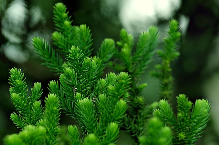 Дерево острова Норфолк, флора, Рослина, вічнозелений, зростання, макрос, зелений колір, лист, впритул, фони, дерево