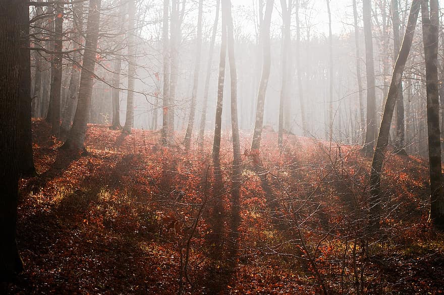 леса, туман, лес, природа, деревья, осень, пейзаж, туманный, мгла, Восход, гора