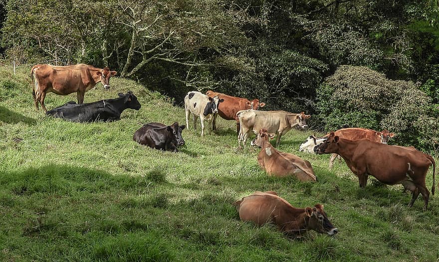 الأبقار ، الثروة الحيوانية ، قطيع ، حقل الرعي