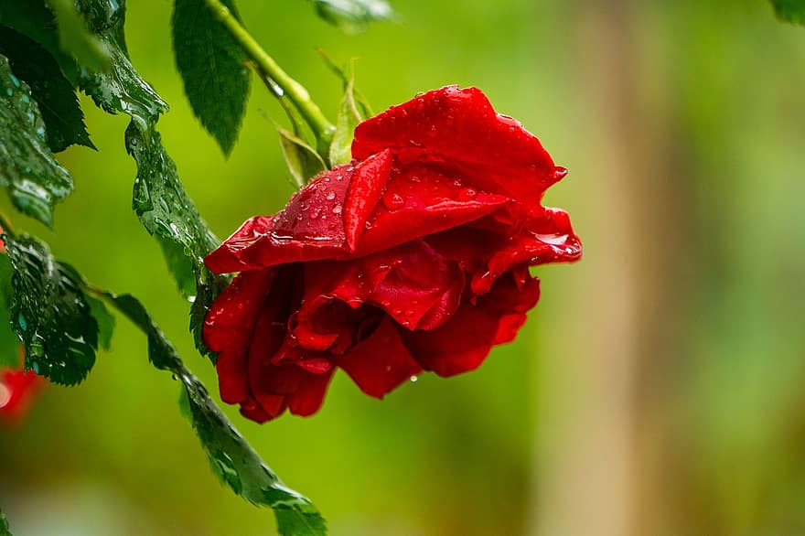 reste sig, röd, blomma, vattendroppar, regndroppar, våt, röd ros, röd blomma, röda kronblad, Rosblad, kronblad