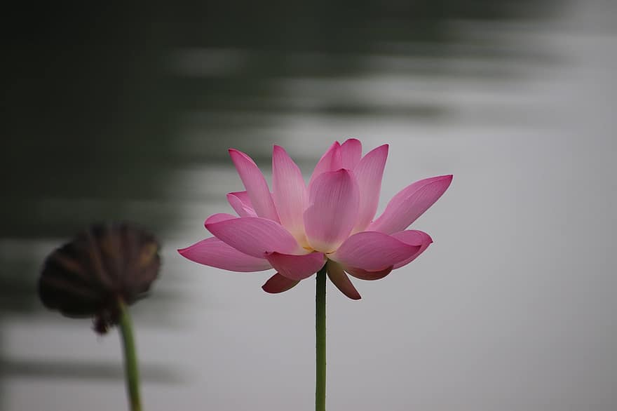 Lotus, Seed Pod, Plant, Water Lily, Aquatic Plant, Flora, Blooming, Blossoming, Nature