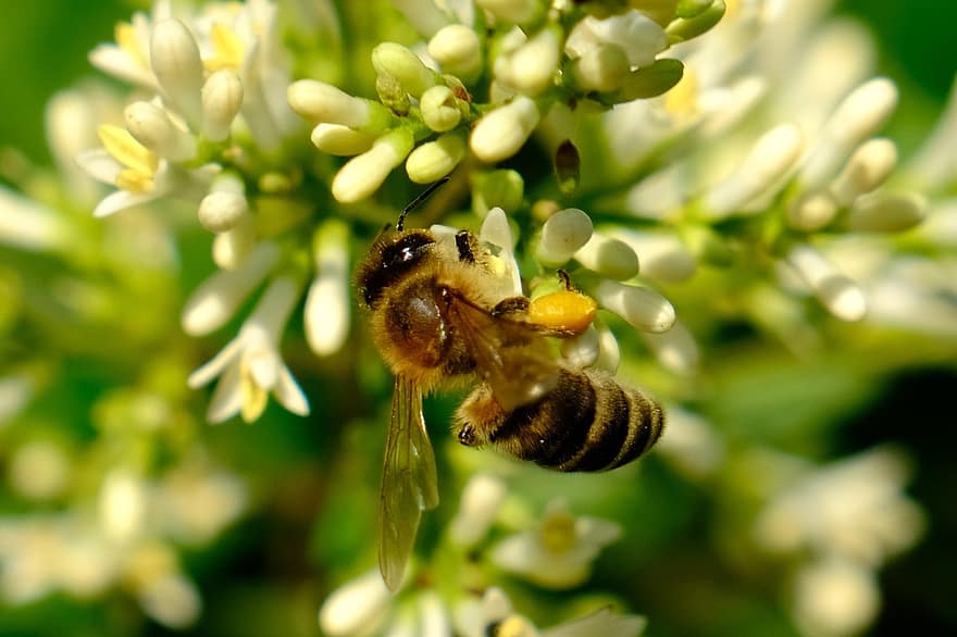 bi, insekt, pollinera, pollinering, blomma, vingad insekt, vingar, natur, Hymenoptera, entomologi