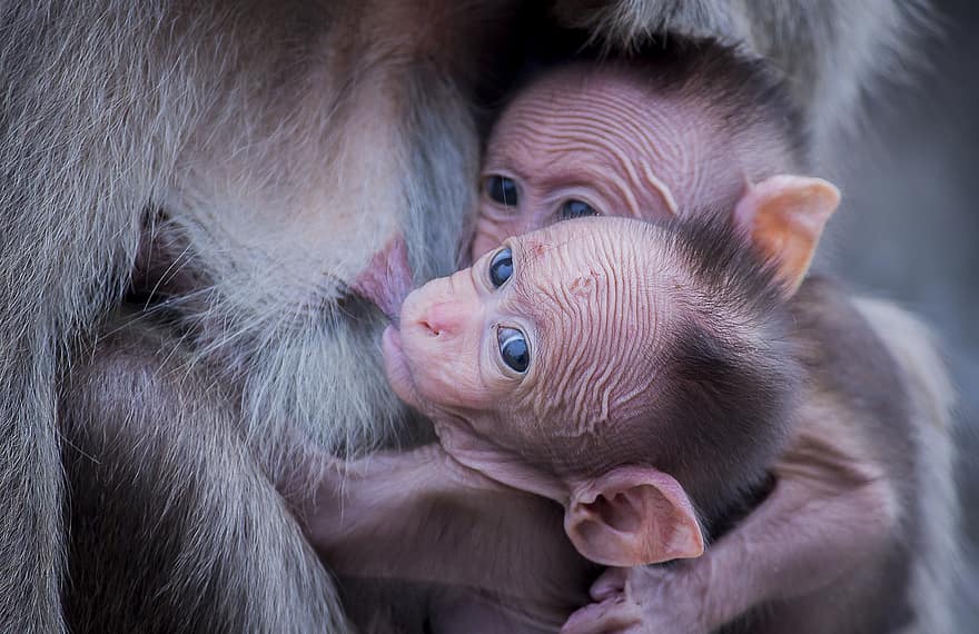 khỉ, khỉ con, quan tâm, mẹ, động vật, động vật linh trưởng, động vật hoang dã, bú, Thiên nhiên, sự gần gũi, dễ thương