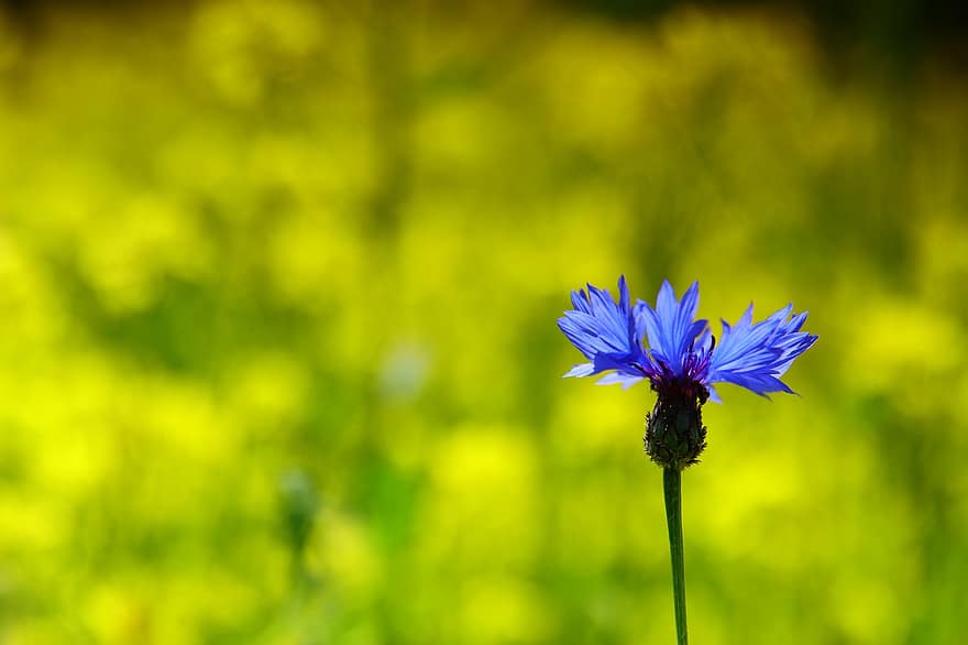 knapweed, สีน้ำเงิน, สีเหลือง, ทุ่งหญ้า, ธรรมชาติ, ชนบท, สวน, ดอกไม้, ทุ่งหญ้าดอกไม้, ส่วนที่เหลือ, หญ้า