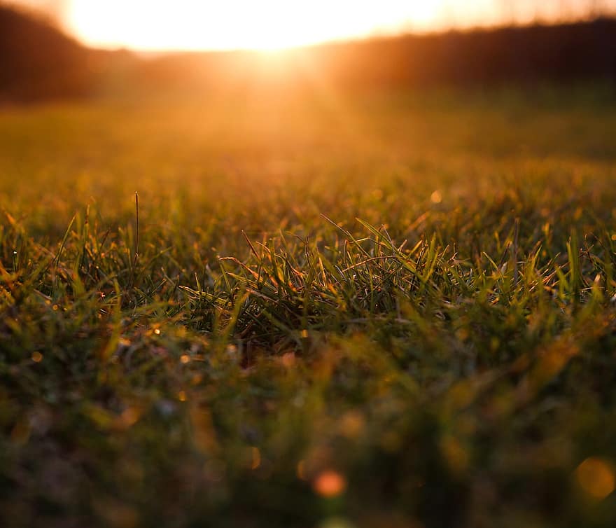 Prairie, herbe, le coucher du soleil, humeur matinale, été, couleur verte, arrière-plans, lumière du soleil, fermer, plante, jaune