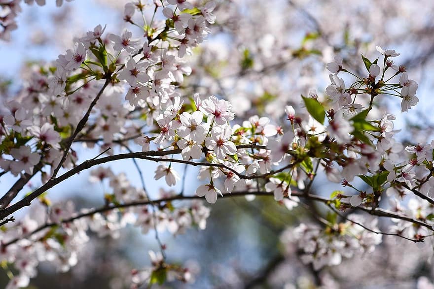 kirsikankukkia, kukka, Korea, kevät, huhtikuu, kasvitiede, kukinta, kasvu, haara, kausi, lähikuva