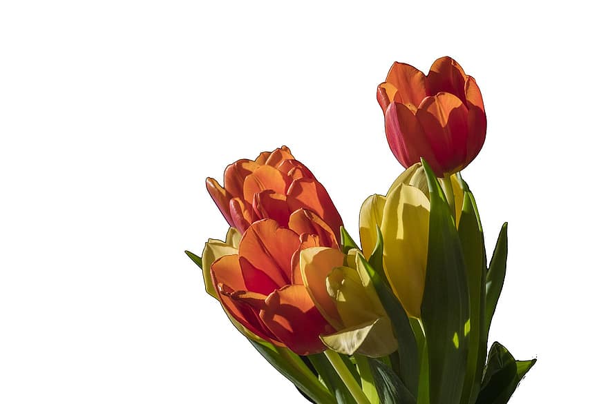 tulipány, květiny, rostlina, květ, jaro, dekorativní, slunečního světla, světlo, detailní, barvitý