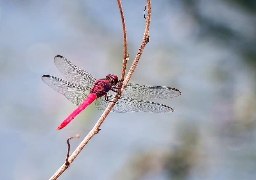 Dragonfly, Wings, Branch, Plant, Libélula, Insect
