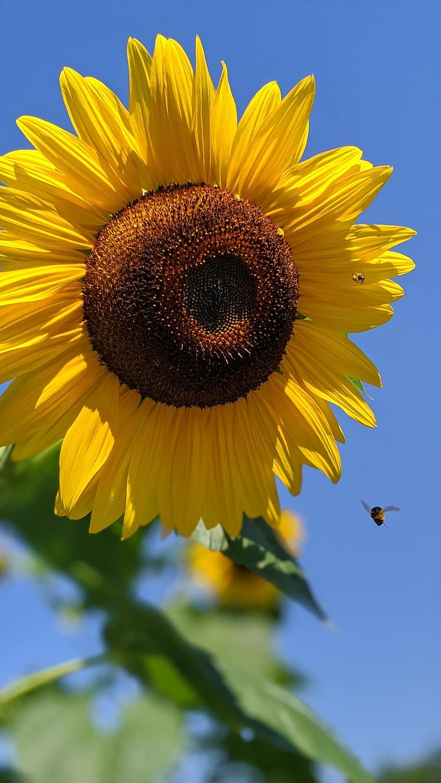 соняшник, квітка, бджола, комаха, летить, жовта квітка, цвітіння, Рослина, сад, природи, сонячне світло