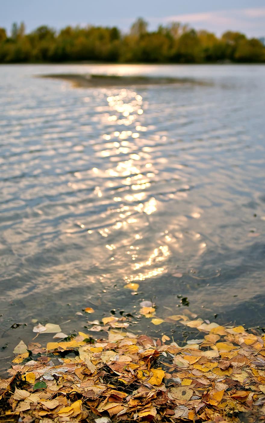 efterår, tørrede blade, flod, natur, sø, morgen, blad, vand, gul, sæson, baggrunde