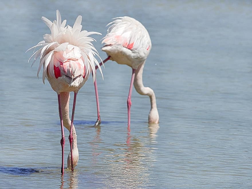 flamingos, fåglar, djur, fjäderdräkt, fjädrar, långbent, sjö, natur