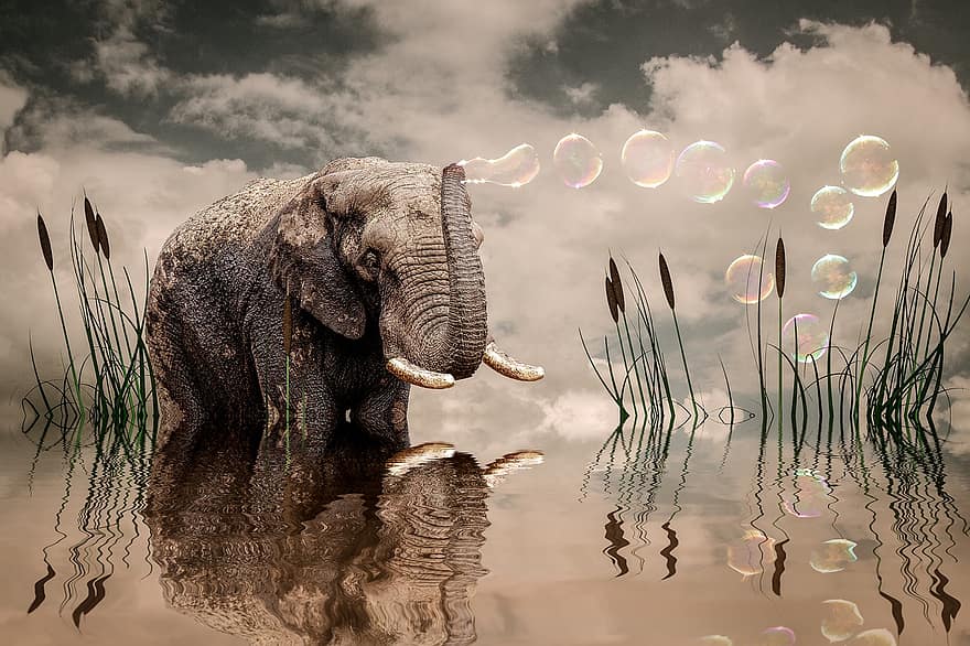 Elephant, Lake, Soap Bubbles, Photo Manipulation, Water, Nature, Sky, animals in the wild, reflection, grass, summer